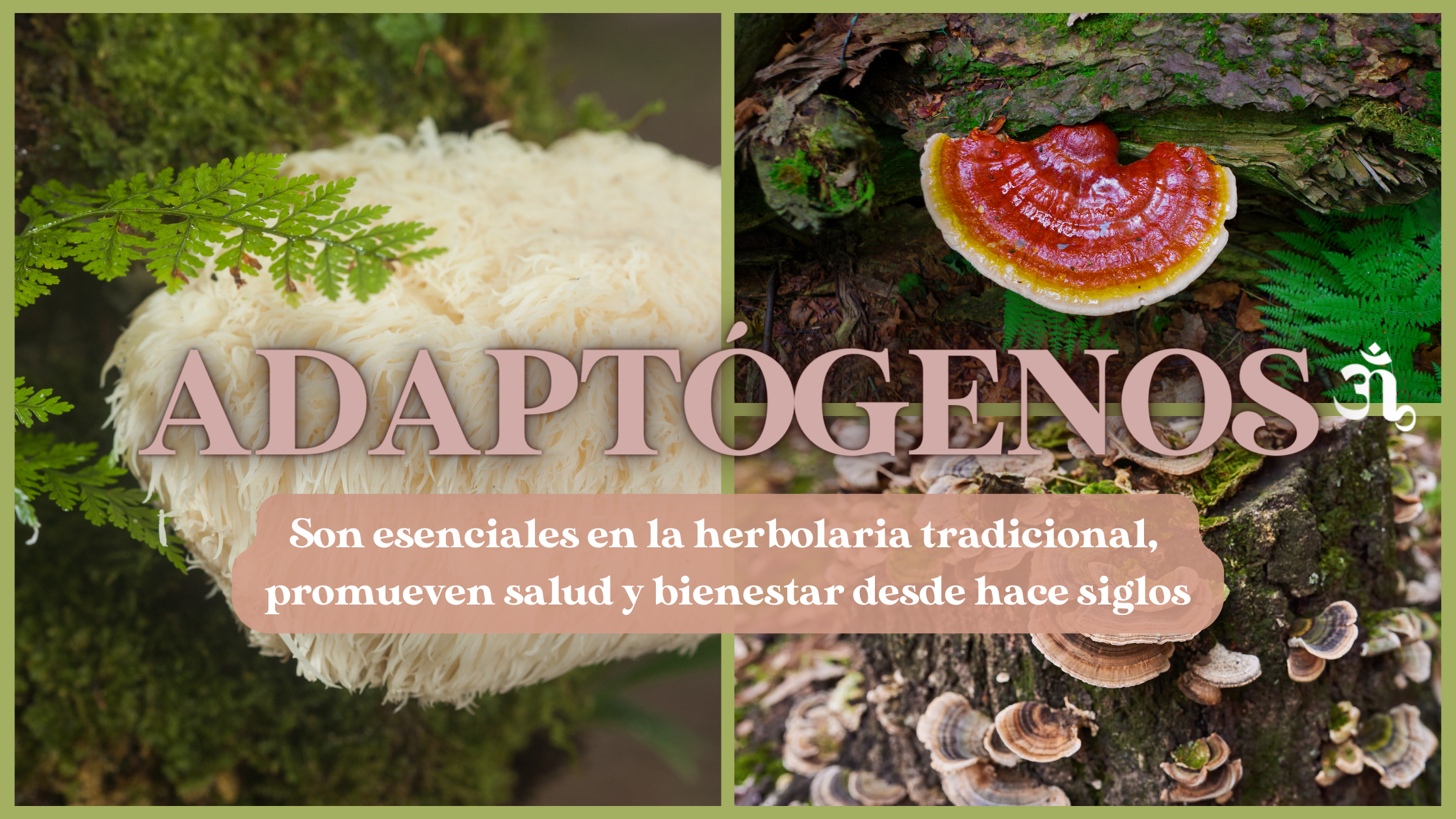 El Poder de los Adaptógenos en la Herbolaria