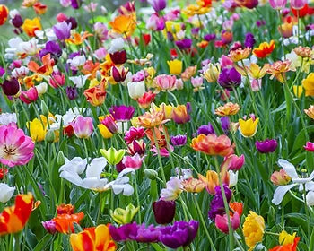 La importancia del Equinoccio de Primavera